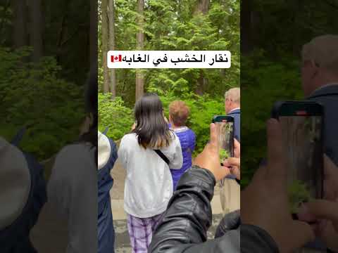 نقار الخشب في الغابات 🇨🇦🇨🇦 #travel #سياحة #تيك_توك #ترند #اكسبلور
