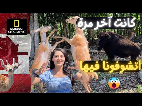 دخلنا أغرب واكبر محمية للحيوانات في في كندا 😍 حدث شيء لا يصدق 😱 حاصرتنا حيوانات مفترسة 💣
