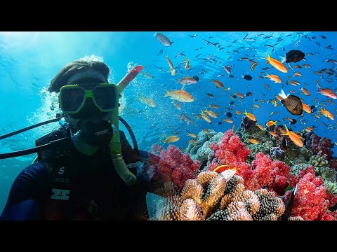 غطست في أحلي مكان في أستراليا كلها | Great Barrier Reef