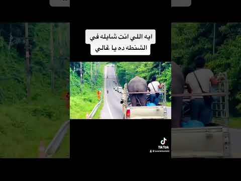 ايه ده يا غالي 😂