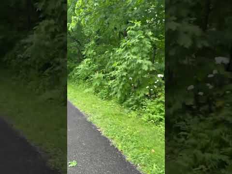 جولة معي في الريف الكندي 🇨🇦مقاطعة كبيك 🇨🇦الهجرة الى كندا 2024 🇨🇦 #شورتات_يوتيوب #اكسبلور