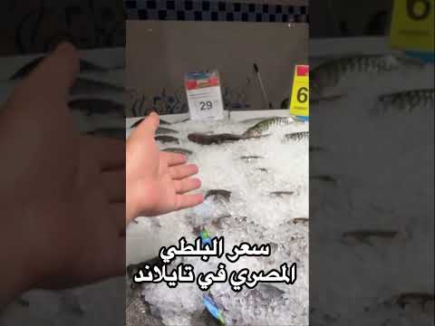 سعر البلطي المصري في تايلاند