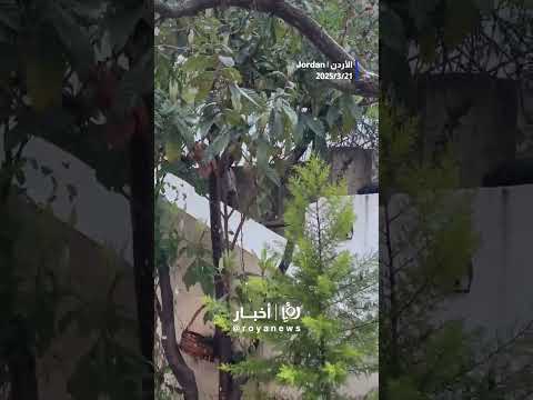 تجدّد تساقط الثلوج في عجلون #shortsvideo #shortvideo #shorts #short