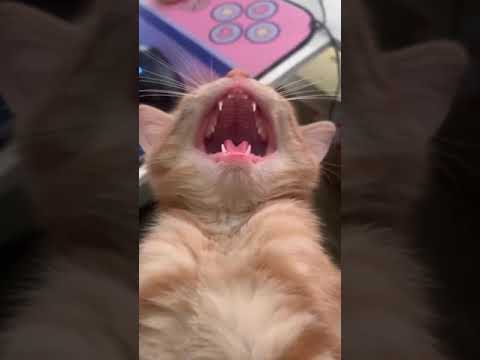 القطط الطف المخلوقات  #cat #catlover