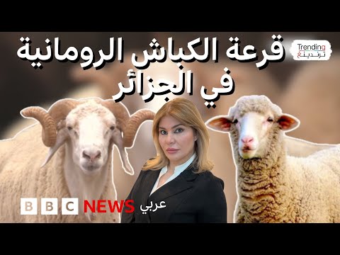 الجزائر تلجأ للقرعة لحصول الناس على الكباش الرومانية قبل عيد الأضحى
