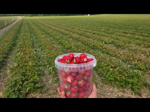 قطف ثمار الفراولة من الحقل مباشرة في السويد 🍓🍓