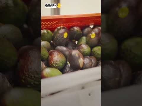 أفوكادو المغرب يتحدى إسبانيا