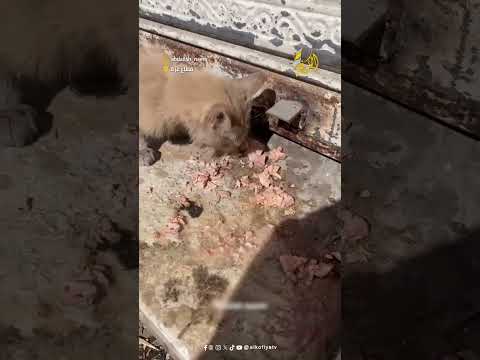 في شوارع غـزة الجائعة، شاب يطعم قطة أنهكها الجوع… أكلت حتى هدأ ارتجافها، ثم شكَرته بصمتٍ وحنان