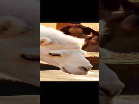 قصة نبي الله صالح #fire #اكسبلور #automobile #golf